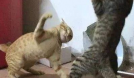 猫咪打架视频,一场视觉盛宴的打架视频回顾